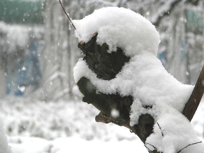 雪精灵 摄影 逐日行者