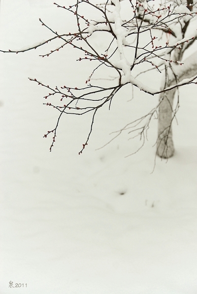 雪·梅 摄影 -泉-