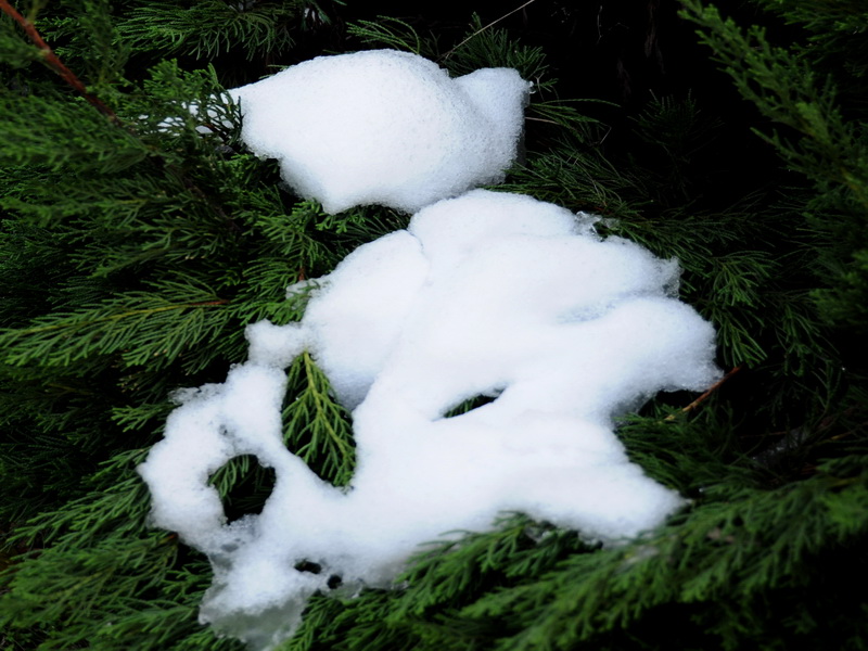 雪趣—小熊 摄影 烟猫