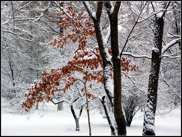 冬天红叶映雪图 摄影 老山一夫