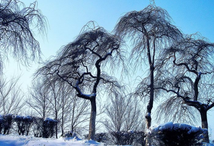 雪柳 摄影 松姿竹影