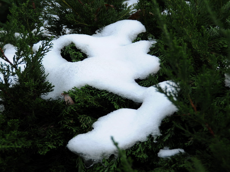 雪趣--小鸭 摄影 烟猫