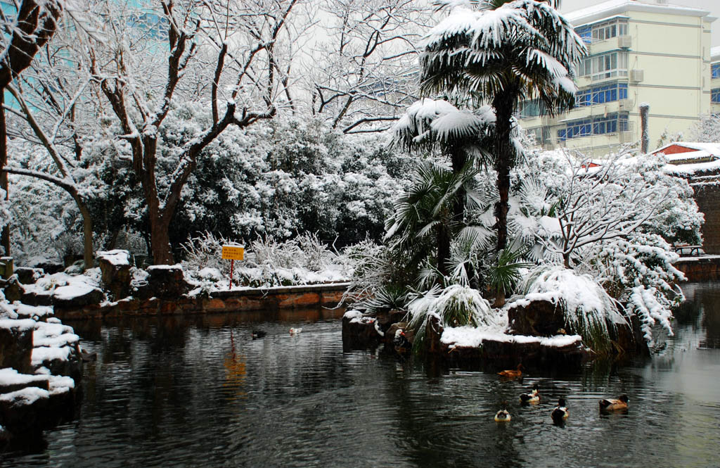 雪景 摄影 快乐的小虎