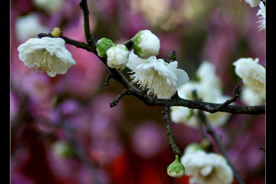 梅 摄影 菩提子