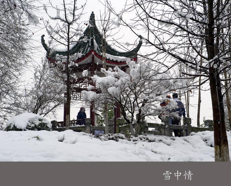 雪中情 摄影 洞庭仙子