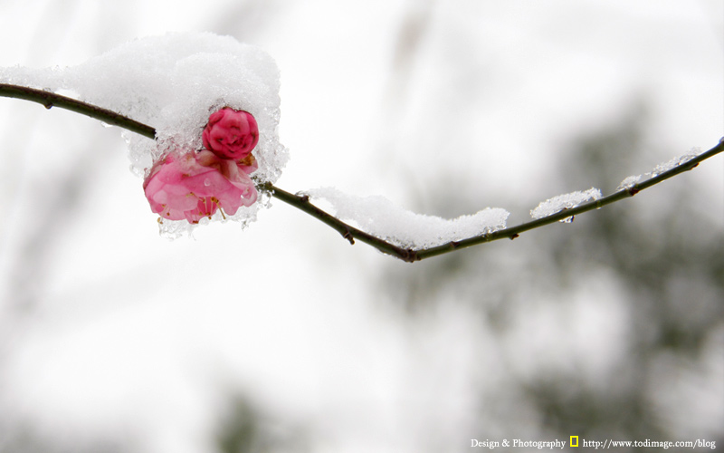 大雪纷飞，暗香浮动2 摄影 大老六