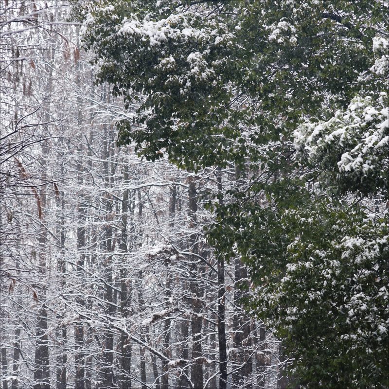 南方飘雪 摄影 dacheng