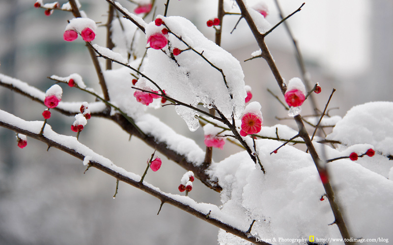 大雪纷飞，暗香浮动3 摄影 大老六