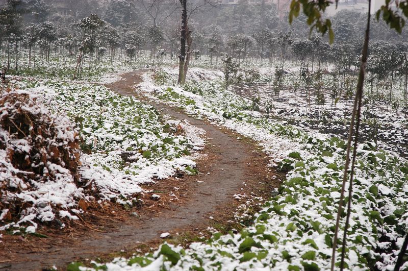 路 摄影 雪簌簌的下