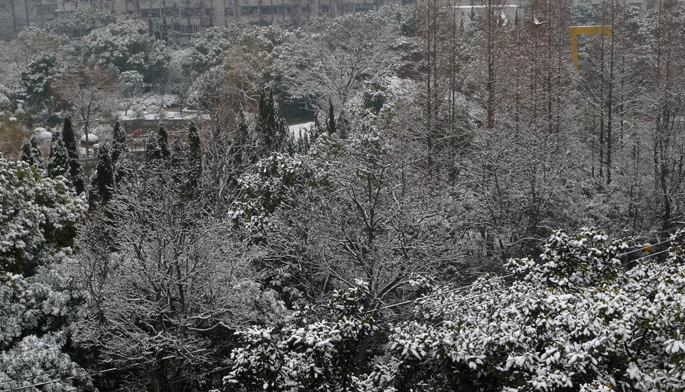 好大雪 摄影 太白遗风