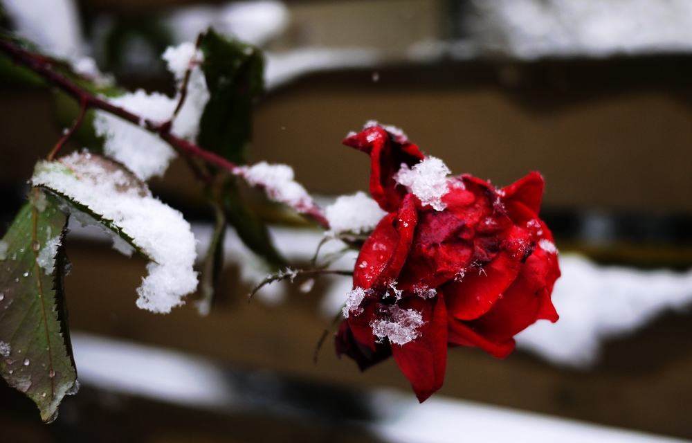 雪中残玫 摄影 随风花