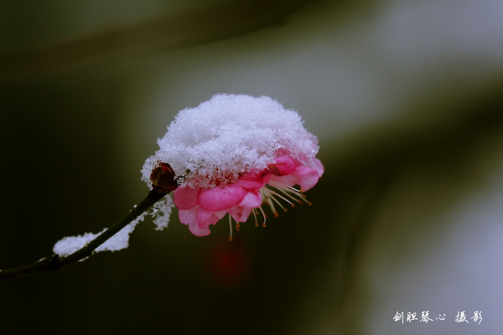 雪“帽”护梅 摄影 剑胆琴心JDQX