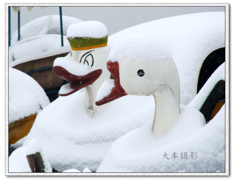 老弟，这么大的雪我们会被冻坏吗？ 摄影 大车