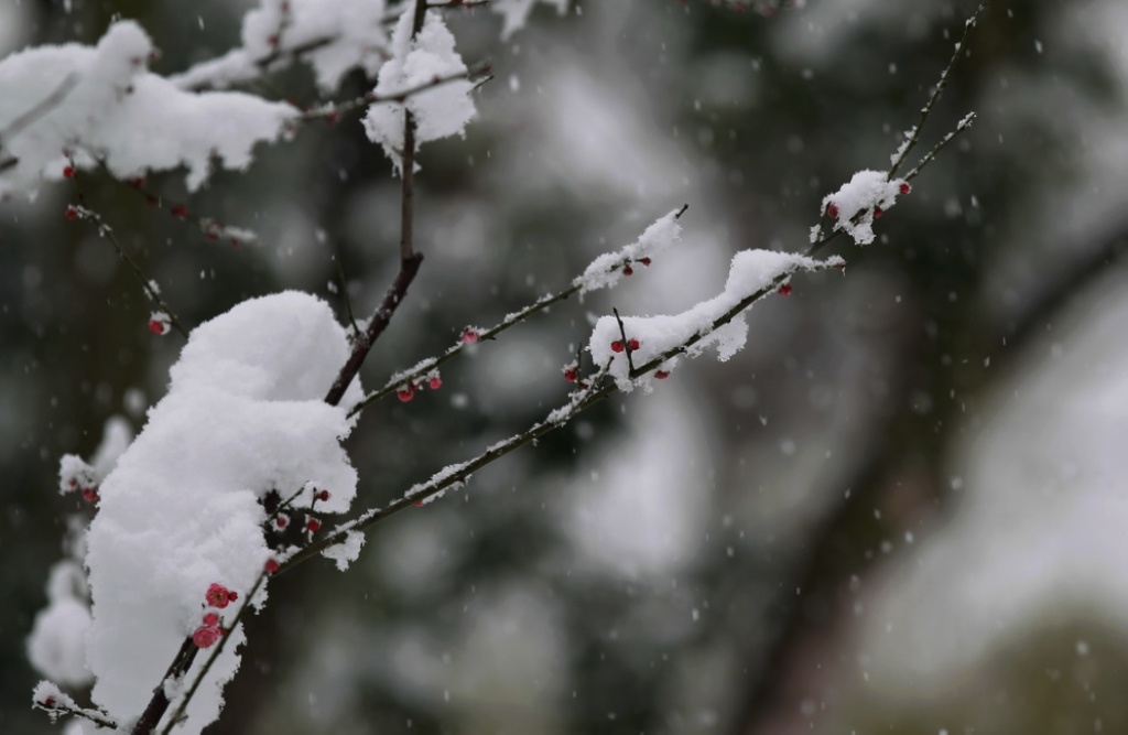 梅花飘雪的时候 摄影 菊韵