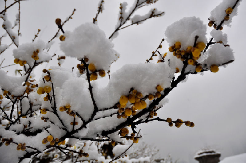 风雪靓申城 摄影 毛伢子