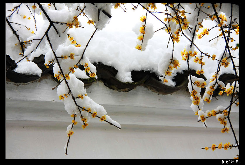 傲雪独放 摄影 粒沙片石