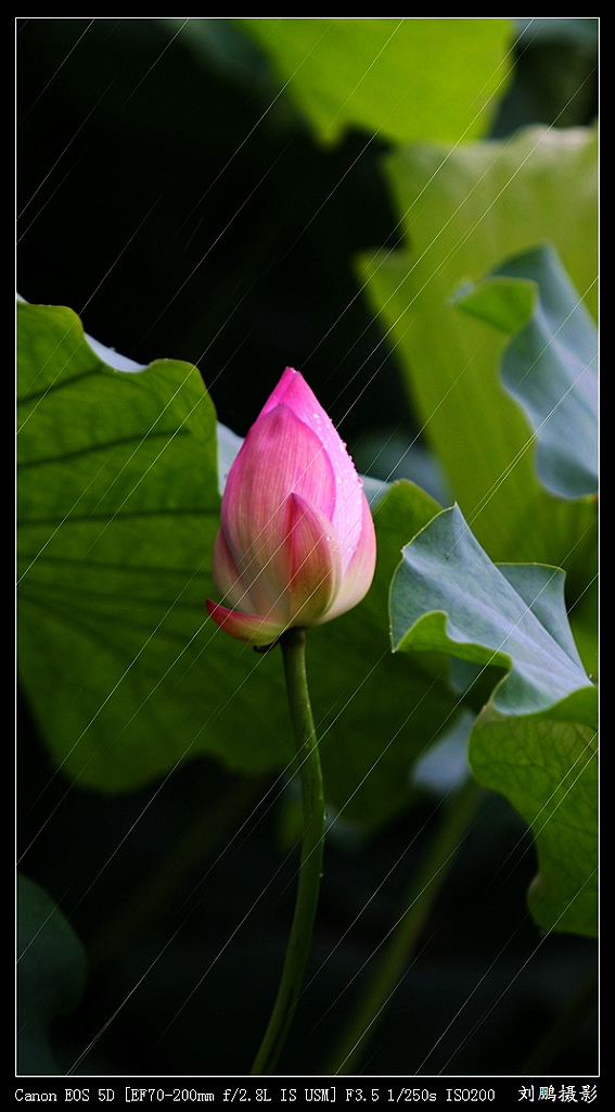 雨打朱华 摄影 阳河流