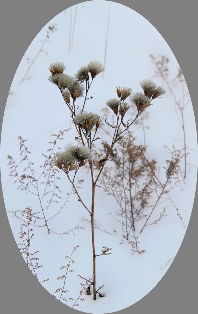 雪中景 摄影 休闲摄猎