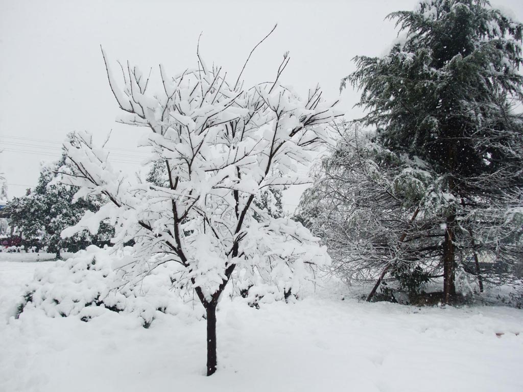 大雪中美丽的枫树 摄影 喀纳斯湖