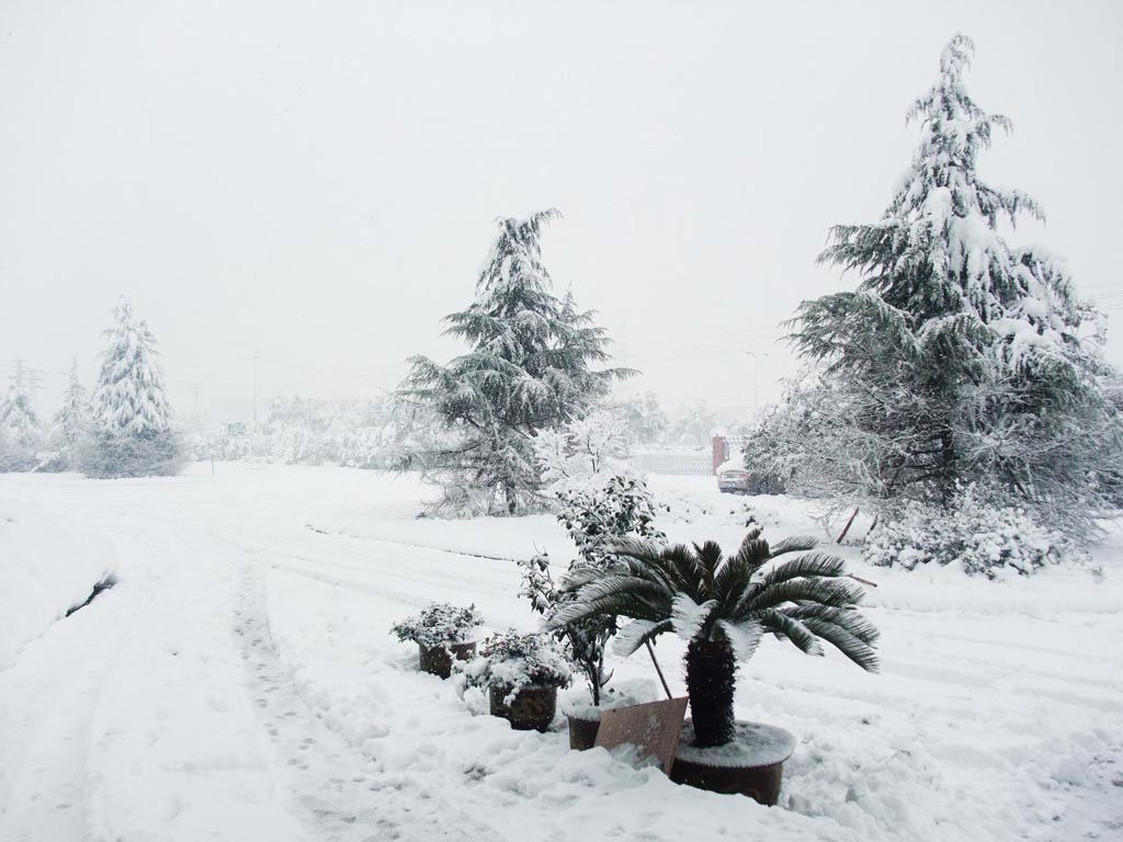 大雪中的雪松 摄影 喀纳斯湖