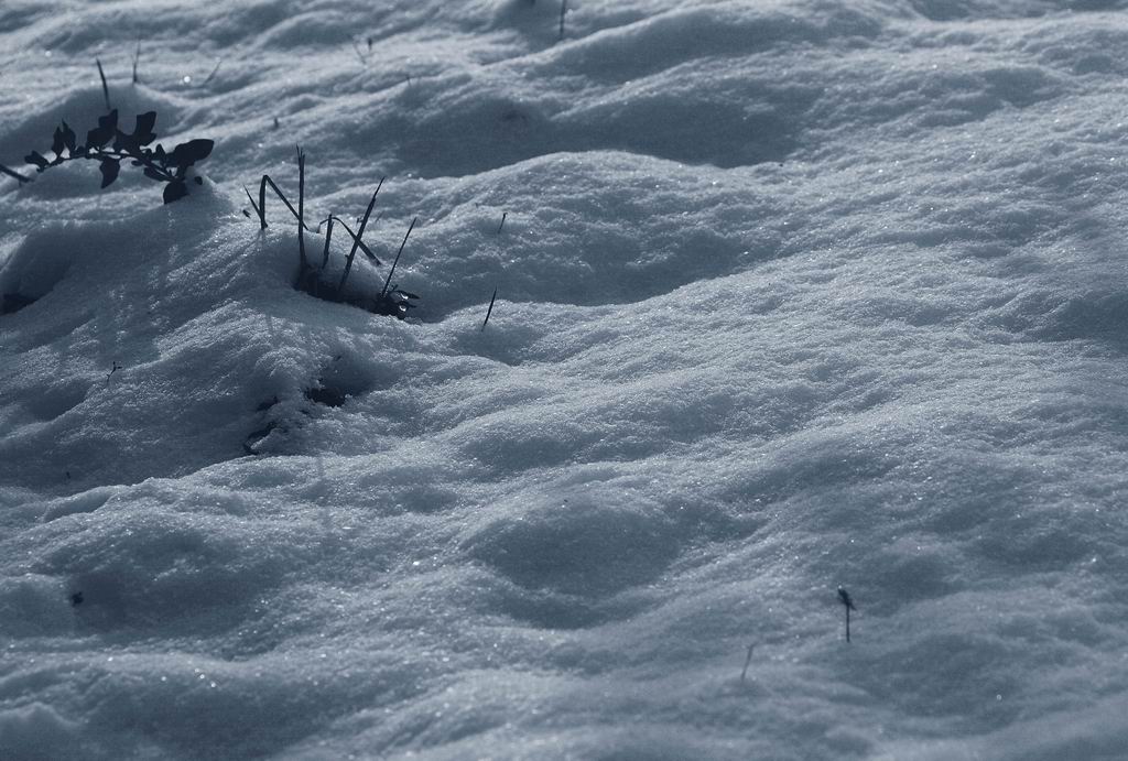 雪韵 摄影 蕊宝贝