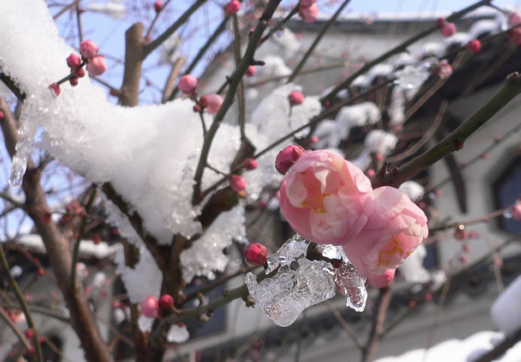 雪中红梅---2 摄影 姑苏闲客