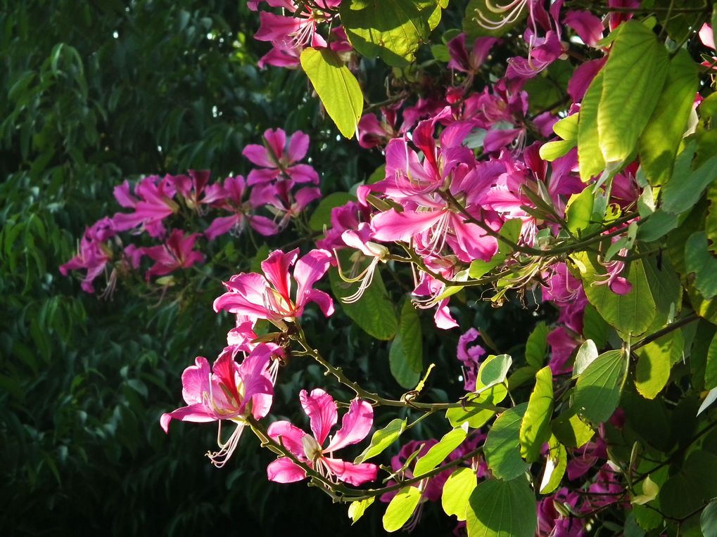 团结之花——紫荆花1 摄影 山里人58