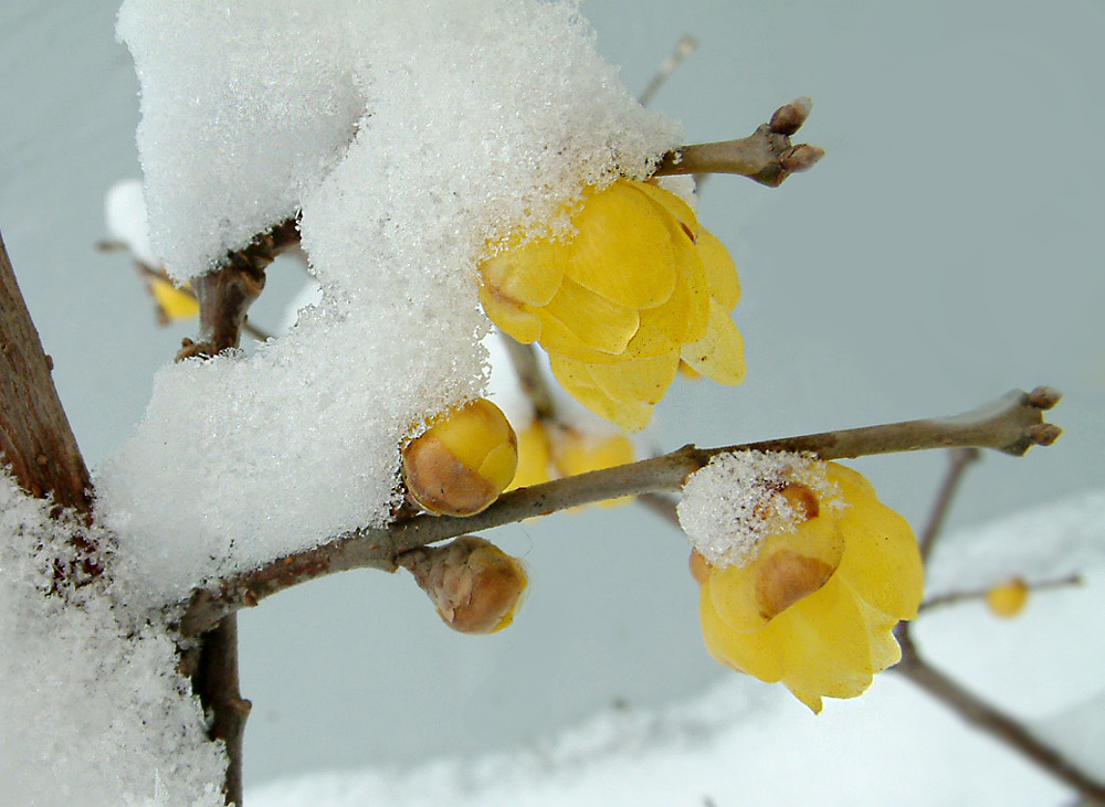 香雪梅枝 摄影 禾子