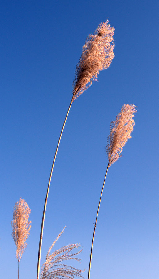 芦花花 摄影 细草穿沙