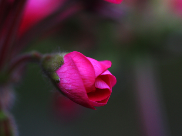 花 摄影 锦屏