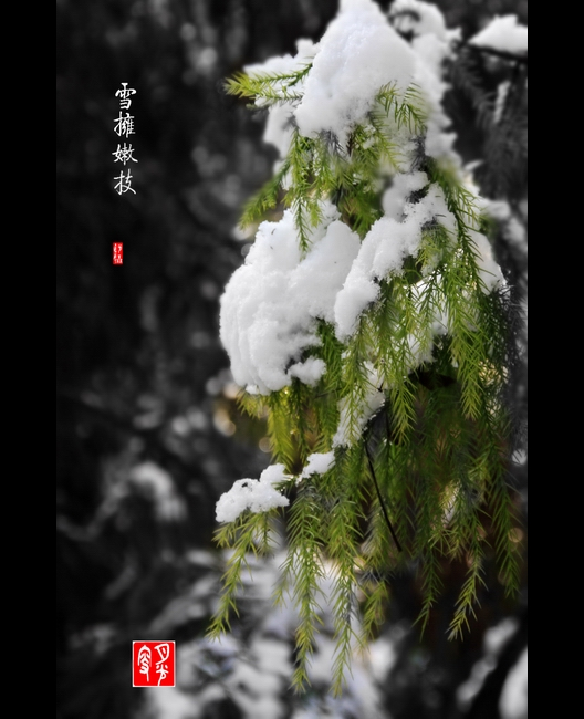 雪拥嫩枝 摄影 月光叟