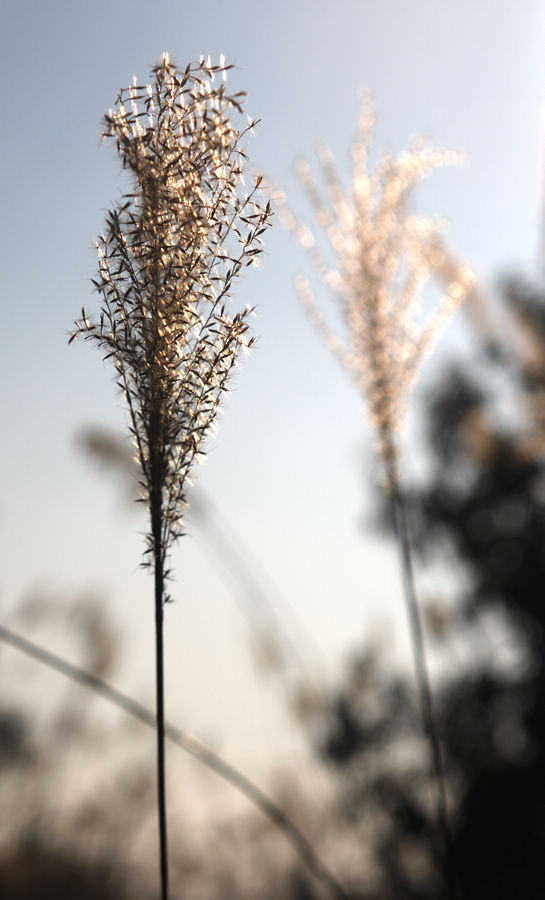 静待风来 摄影 细草穿沙