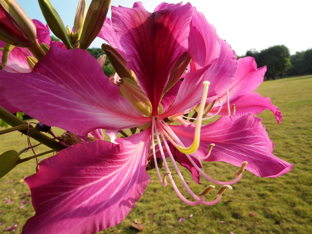 团结之花——紫荆花4 摄影 山里人58