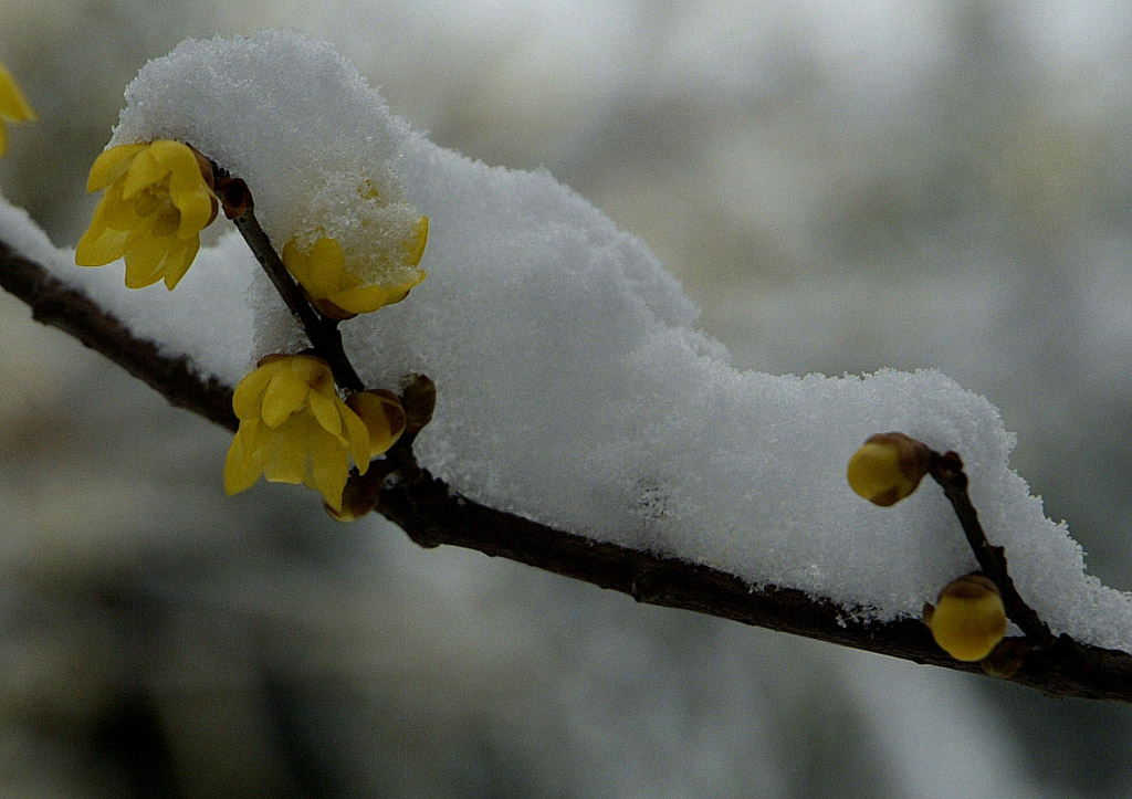 雪中腊梅 摄影 芥子