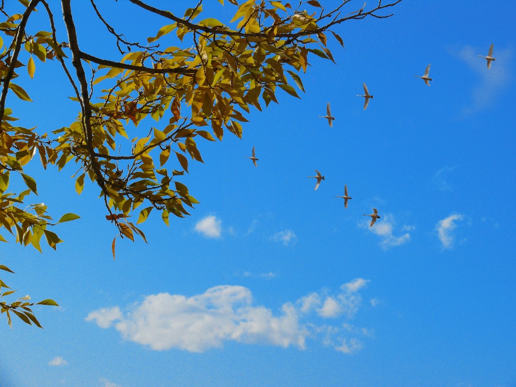 雁南飞 摄影 老拙