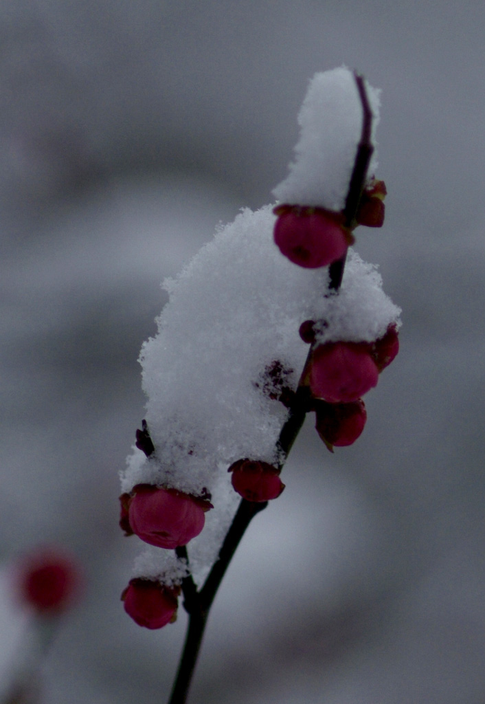 雪中红梅 摄影 芥子