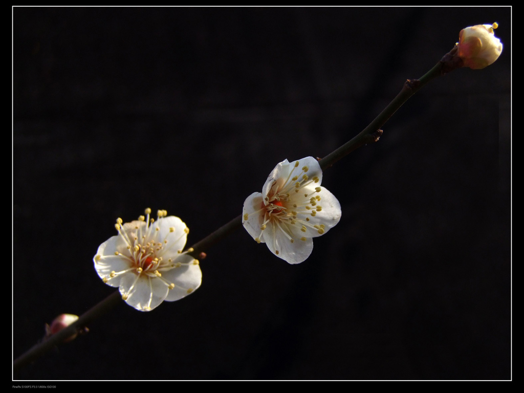 一枝梅花一放翁 摄影 明秋