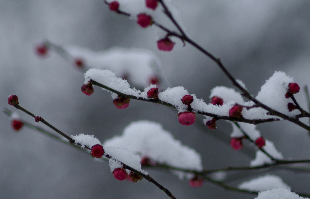 雪中红梅 摄影 芥子