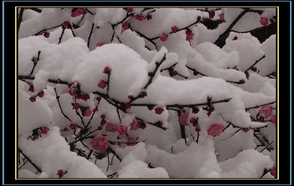 雪中梅 摄影 绿树常青