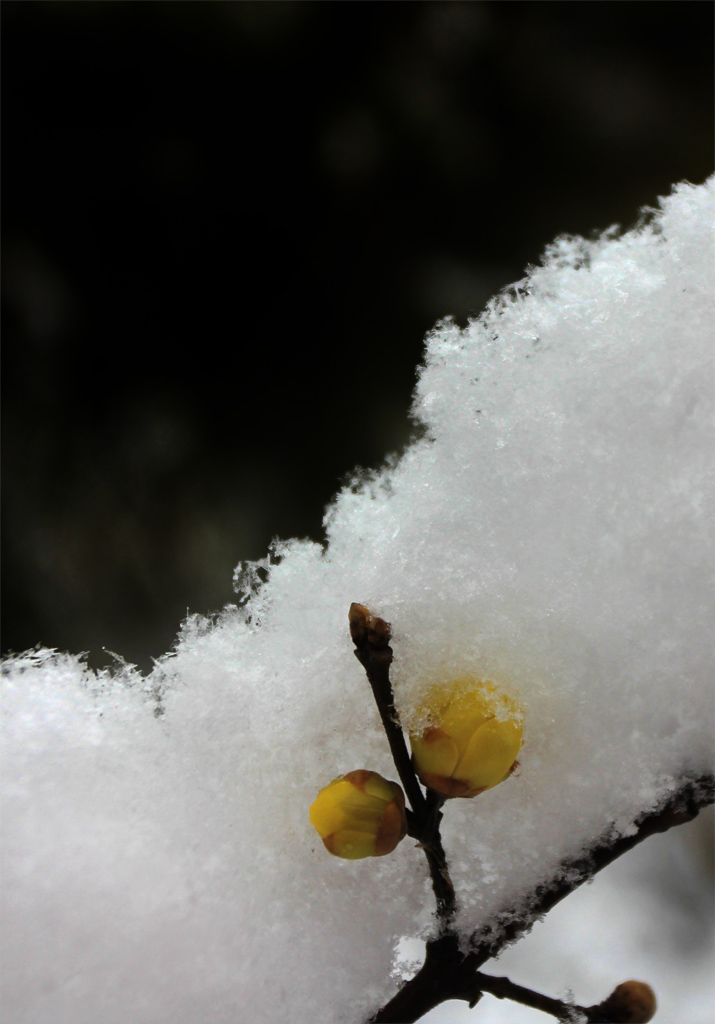 雪之恋·沁雪 摄影 纤云磨墨