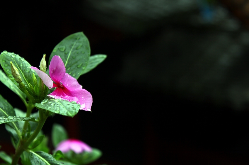 雨中花 摄影 冠头领