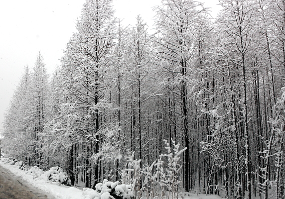 今年杭城的第7场雪！ 摄影 天堂秋风