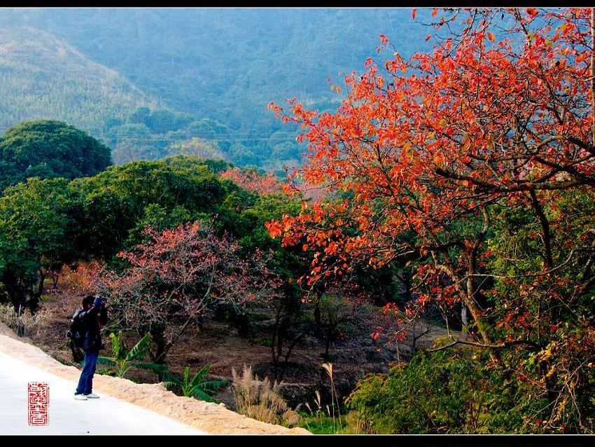 红叶满山岗 摄影 第五只目