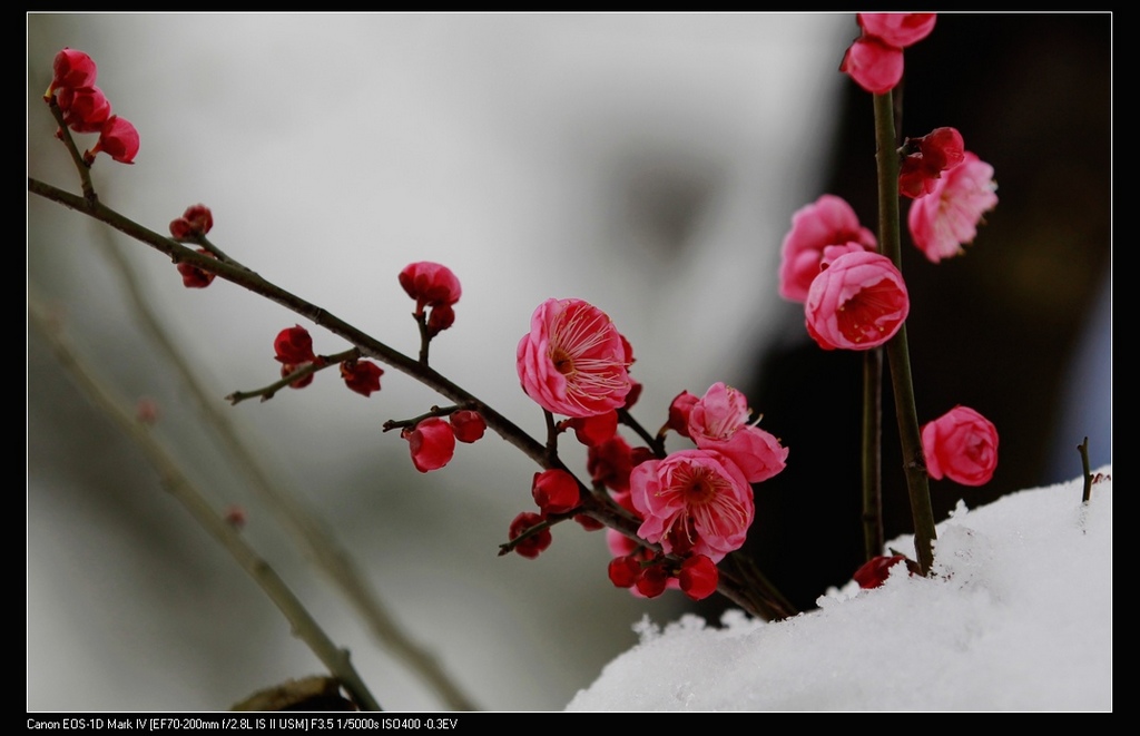 梅花飘雪的时候 摄影 菊韵