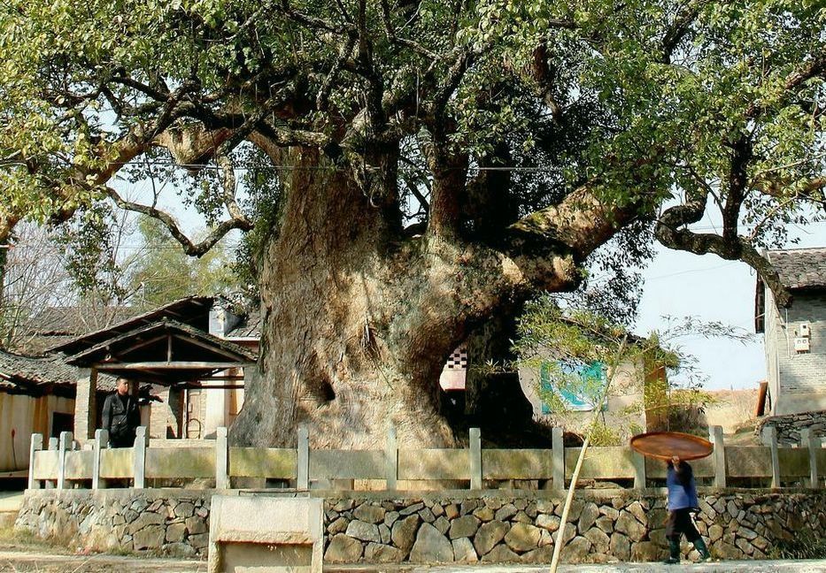 潭城剪影之古樟抱佛1 摄影 郑大山人