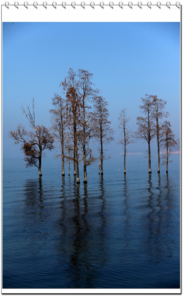 冬日树影在洱海，天水相连是雾霭。 摄影 龙丹花根