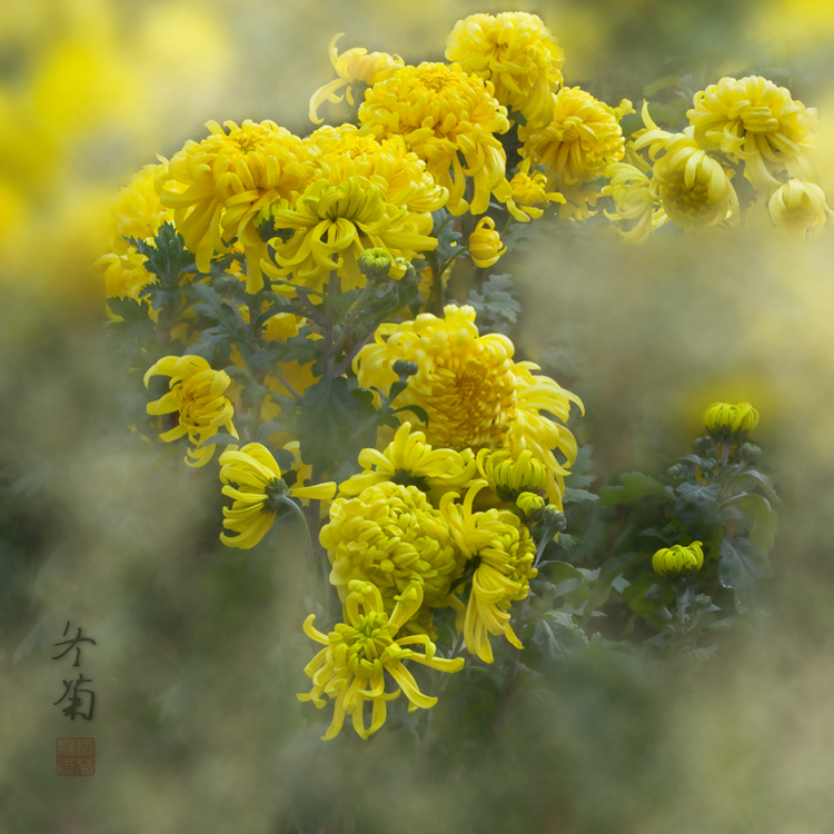 冬菊 摄影 稻花飘香