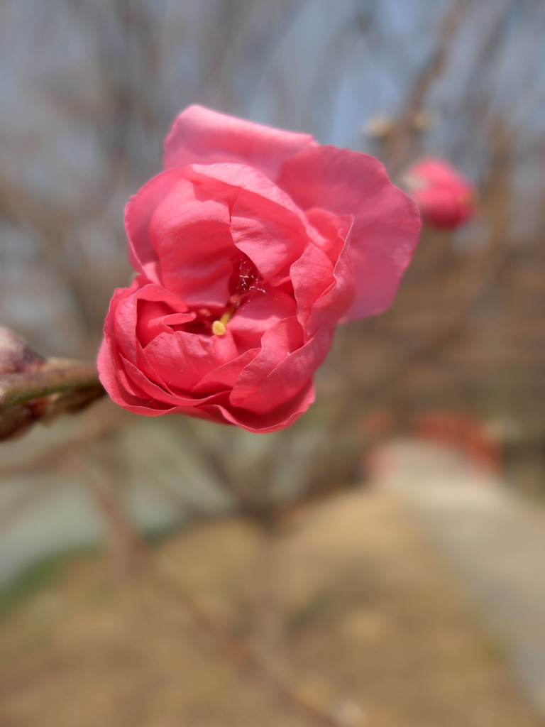 桃花初艳 摄影 拐杖