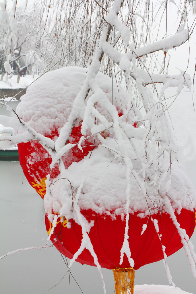 雪之恋·映雪 摄影 纤云磨墨