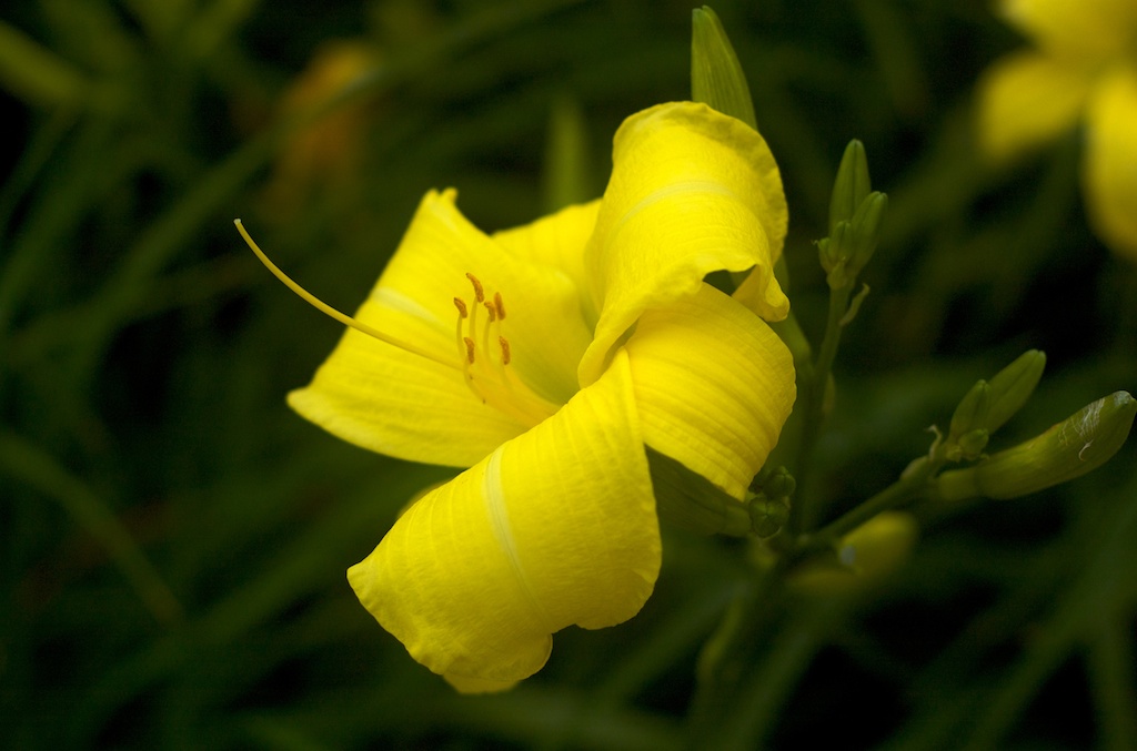 Yellow Flower 摄影 Chang87126